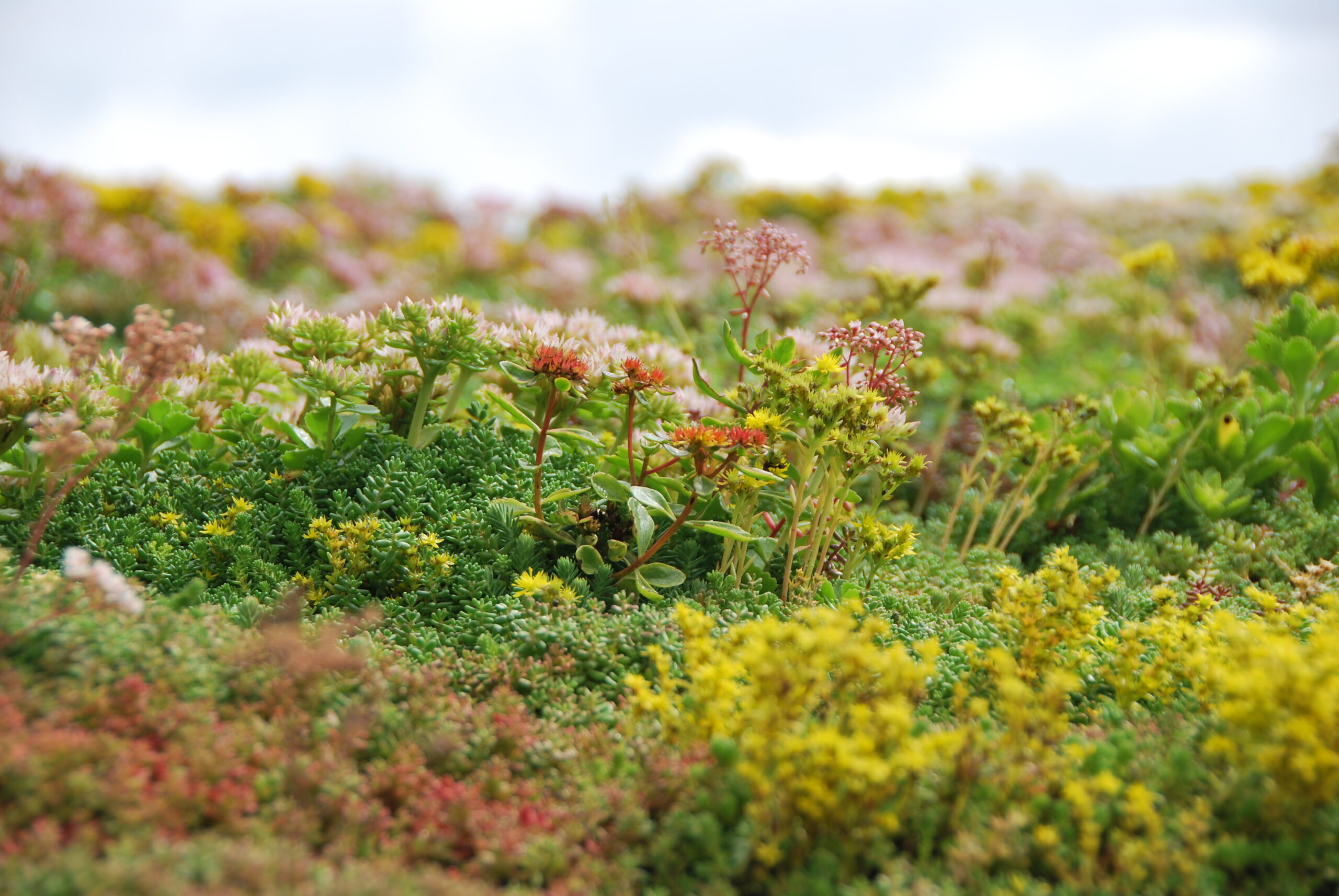 Sedum close-up (2)